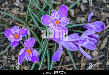 Blühende Krokusse. Nahaufnahme des Kopfes mehrerer Krokusse oder croci. Makrofotografie violetter und weißer Blüten in Beckenham, Kent, Großbritannien. Stockfoto