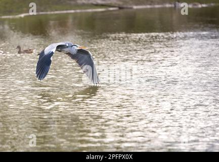 Brentwood, Großbritannien. 18. März 2023. Brentwood Essex, 18. März 2023 UK Weather, bedeckt am frühen Frühlingsnachmittag mit einem grauen Reiher (Ardea cinerea) auf einem Schild „No Fishing“ Shenfield Common, Brentwood Essex UK Credit: Ian Davidson/Alamy Live News Stockfoto