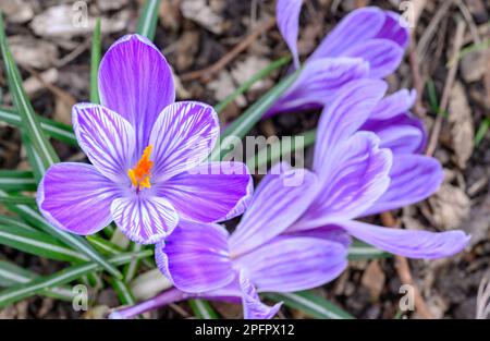 Crocuses in bloom. Close up of the head of several crocuses or croci. Macro photography of purple and white flowers in Beckenham, Kent, UK. Stockfoto