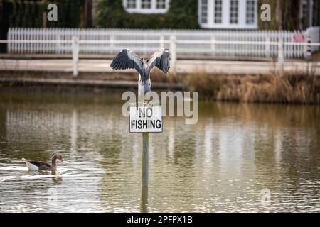 Brentwood, Großbritannien. 18. März 2023. Brentwood Essex, 18. März 2023 UK Weather, bedeckt am frühen Frühlingsnachmittag mit einem grauen Reiher (Ardea cinerea) auf einem Schild „No Fishing“ Shenfield Common, Brentwood Essex UK Credit: Ian Davidson/Alamy Live News Stockfoto