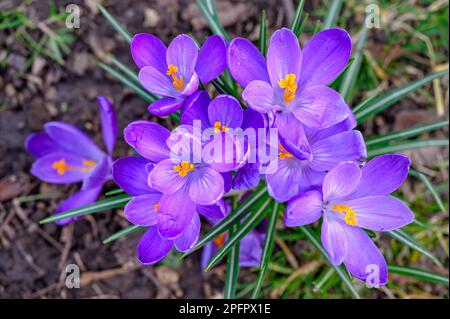 Blühende Krokusse. Nahaufnahme des Kopfes mehrerer Krokusse oder croci. Makrofotografie violetter Blüten in Beckenham, Kent, Großbritannien. Stockfoto