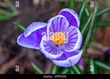 Crocus in Blüte. Nahaufnahme des Kopfes eines Krokus. Makrofotografie einer violetten Blume in Beckenham, Kent, Großbritannien. Stockfoto