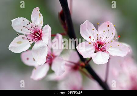 Kirschblüte in Blüte. Nahaufnahme von Kirschblüten. Makrofotografie der rosafarbenen Kirschblüte in Beckenham, Kent, Großbritannien. Stockfoto