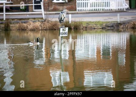 Brentwood, Großbritannien. 18. März 2023. Brentwood Essex, 18. März 2023 UK Weather, bedeckt am frühen Frühlingsnachmittag mit einem grauen Reiher (Ardea cinerea) auf einem Schild „No Fishing“ Shenfield Common, Brentwood Essex UK Credit: Ian Davidson/Alamy Live News Stockfoto