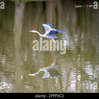 Brentwood, Großbritannien. 18. März 2023. Brentwood Essex, 18. März 2023 UK Weather, bedeckt am frühen Frühlingsnachmittag mit einem grauen Reiher (Ardea cinerea) auf einem Schild „No Fishing“ Shenfield Common, Brentwood Essex UK Credit: Ian Davidson/Alamy Live News Stockfoto