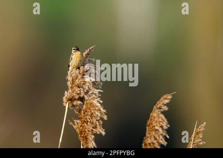 Ein europäisches Stonechat in der Wildnis Stockfoto