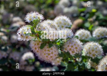 Eichenblättriger Spirea Spiraea chamaedryfolia blüht luxuriös mit kleinen weißen Blumen im Garten. Stockfoto