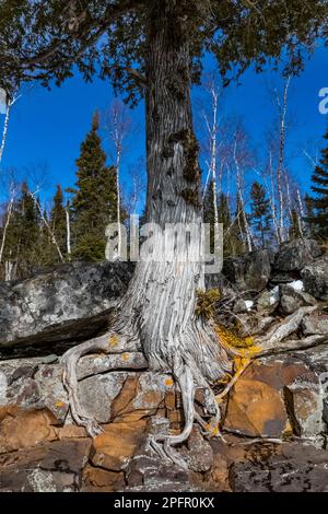 Northern White Cedar, Thuja occidentalis, die ihre Wurzeln zwischen Steinen am Strandrand treiben, Split Rock Lighthouse State Park am Lake Superior, Minnes Stockfoto