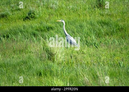 Graureiher (Ardea cinerea) füttern auf einer Wiese in der Nähe einer kleinen Steppe. Nördliche Schwarzmeerregion Stockfoto