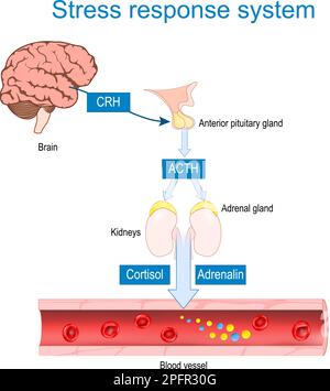 Stress-Response-System. Kampf-oder-Flucht-Reaktion. Wie wirken Corticotropin-freisetzende und adrenokortikotrope Hormone? Stresshormonsekretion Stock Vektor