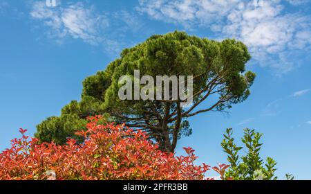 Blick auf die Photinia-Pflanze der roten Spitze und den geschwungenen Baum der Seekiefern in der Frühlingssaison - Toskana, Italien Stockfoto