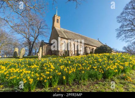 Narzissen und Kirche der Heiligen Dreifaltigkeit, Washington Village, Tyne and Wear, England, Großbritannien Stockfoto