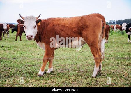 Eine einsame Kuh mit kleinen Hörnern, blickt geradeaus, hinter einer Weidelinie Stockfoto