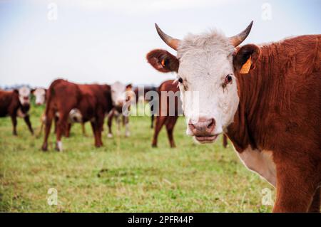 Eine einsame Kuh mit kleinen Hörnern, blickt geradeaus, hinter einer Weidelinie Stockfoto