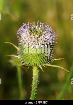 Teasel (Dipsacus fullonum) in Blüte, Frühling. Oeiras, Lissabon, Portugal. Flacher Fokus für Effekte. Stockfoto