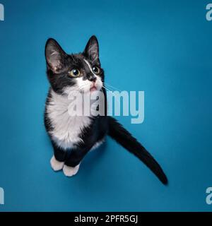 Süßes schwarz-weißes Kätzchen im Smoking, das auf blauem Hintergrund nach oben und rechts schaut. Stockfoto