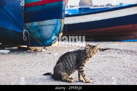 Katze schaut in die Kamera im kleinen Hafen von aci trezza, Sizilien, Italien Stockfoto