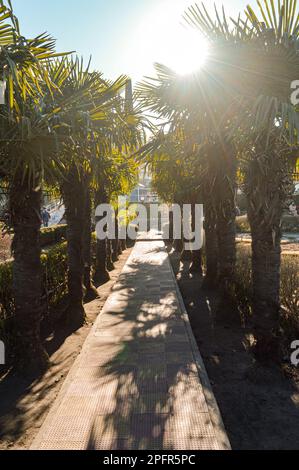 Bäume im Park, beleuchtet von Sonnenlicht bei Sonnenuntergang. Stockfoto