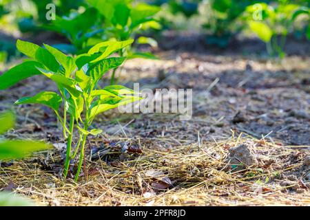 Die süßen Paprika-Setzlinge werden in den Boden gepflanzt. Stockfoto