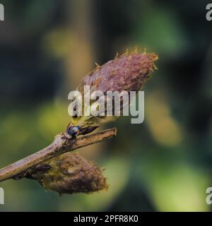 Nahaufnahme der Wisteria-Blütenknospe Stockfoto