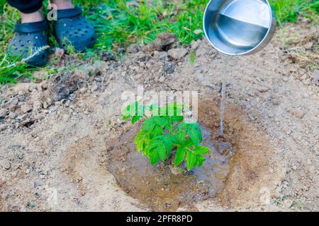 Es ist wichtig, Tomatenkeimlinge zu gießen, wenn sie in den Boden gepflanzt werden. Stockfoto