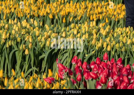 Tulpenreihen Am Nationalen Tulpentag In Amsterdam, Niederlande 23-1-2023 Stockfoto