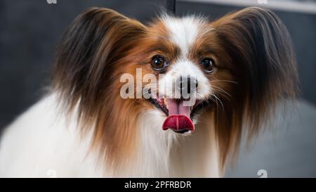 Porträt eines süßen dreifarbigen papillons. Kontinentaler Spaniel-Hund mit heraushängender Zunge. Stockfoto