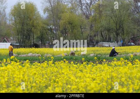 18. März 2023, Ganderbal, Jammu und Kaschmir, Indien: Schafhirten, die während eines Frühlingstages in Ganderbal, 55km km von Srinagar entfernt, mit ihrer Schafherde auf einem pulsierenden Rapsfeld weiden. (Kreditbild: © Adil Abbas/ZUMA Press Wire) NUR REDAKTIONELLE VERWENDUNG! Nicht für den kommerziellen GEBRAUCH! Stockfoto