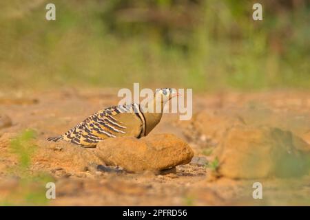 Bemalte Sandgrouse ( Pterocles indicus) männlich auf dem Boden Stockfoto