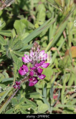 Rosa blühende Rassemblüte von Lupinus Hirsutissimus, Fabaceae, einheimisches alljährliches monoklinisches Kraut in den Santa Monica Mountains, Winter. Stockfoto