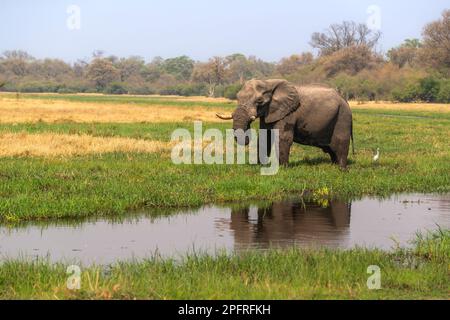 Einsamer Elefantenbulle, Loxodonta africana, standin-Sumpfgebiet, das sich von Wasserpflanzen ernährt. Okavango Delta, Botsuana, Afrika Stockfoto