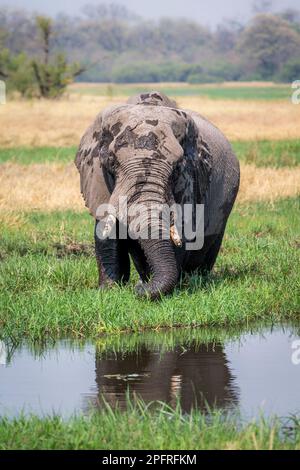 Einsamer Elefantenbulle, Loxodonta africana, Portrait seiner Stoßzähne, seines Rumpfes, Gesichts und seines ganzen Körpers. Okavango Delta, Botsuana, Afrika Stockfoto