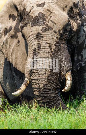 Einsamer Elefantenbulle, Loxodonta africana, Porträt seiner Stoßzähne, seines Rumpfes und seines Gesichts. Okavango Delta, Botsuana, Afrika Stockfoto