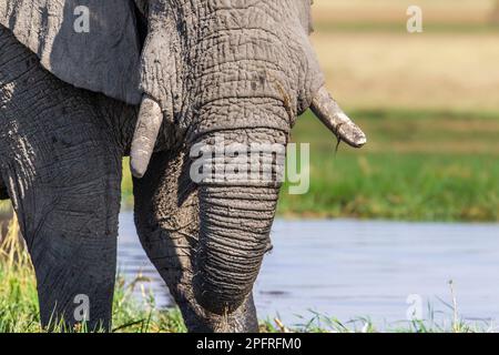 Einsamer Elefantenbulle, Loxodonta africana, Porträt seiner Stoßzähne, seines Rumpfes und seines Gesichts. Okavango Delta, Botsuana, Afrika Stockfoto