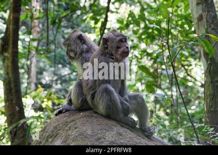 Friedliche Makaken-Affen im Dschungel der Insel Lombok, Indonesien Stockfoto