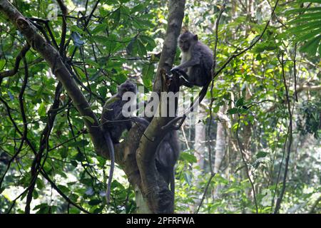 Friedliche Makaken auf einem Baum im Dschungel von Lombok Island, Indonesien Stockfoto