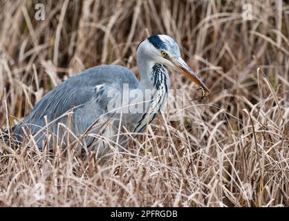 Berlin, Deutschland. 17. März 2023. 16.03.2023, Berlin. Ein grauer Reiher (Ardea cinerea), auch als Reiher bekannt, steht im Schilf eines stark übergewachsenen Teichs und hält einen Molch in seinem Schnabel, den er gerade gefangen hat. Der Reiher hat in nur 20 Minuten neun Molche (Lissotriton vulgaris) im kleinen Biotop gefangen und gegessen. Kredit: Wolfram Steinberg/dpa Kredit: Wolfram Steinberg/dpa/Alamy Live News Stockfoto