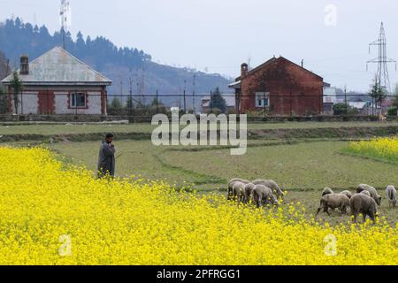 18. März 2023, Ganderbal, Jammu und Kaschmir, Indien: An einem Frühlingstag in Ganderbal, 55km km von Srinagar entfernt, weidet ein Hirte mit seiner Schafherde auf einem pulsierenden Rapsfeld. (Kreditbild: © Adil Abbas/ZUMA Press Wire) NUR REDAKTIONELLE VERWENDUNG! Nicht für den kommerziellen GEBRAUCH! Stockfoto