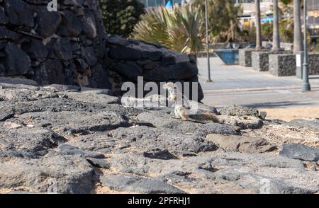 Streifenhörnchen an einem sonnigen Tag. Sie leben zwischen den Felsen und Steinen der Zäune. Hornos de Cal de la Guirra, La Guirra Beach, Fuerteventura, Kanarische Inseln, Stockfoto