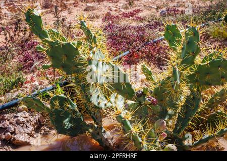 Die Stachelfeige ist eine typische Pflanze im subtropischen Gebiet der Insel Fuerteventura auf den Kanarischen Inseln Stockfoto