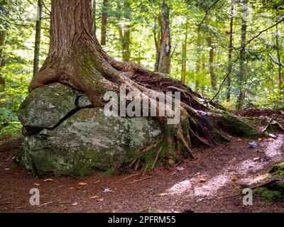 Baumwurzeln, die an großen Felsen kleben. Bäume können an vielen verschiedenen Orten wachsen. Stockfoto