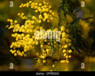 Schöne, leuchtend gelbe, haarige Mimosablüten aus der Nahaufnahme. Blühender Mimosabaum bei Frühlingswellen auf Wind. Sonniger Frühlingstag. Akacia dealbata. Flauschig f Stockfoto