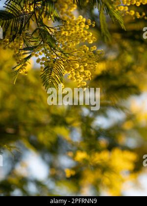 Schöne, leuchtend gelbe, haarige Mimosablüten aus der Nahaufnahme. Blühender Mimosabaum bei Frühlingswellen auf Wind. Sonniger Frühlingstag. Akacia dealbata. Flauschig f Stockfoto