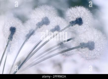 Löwenzahn vor dem Hintergrund des Himmels Stockfoto