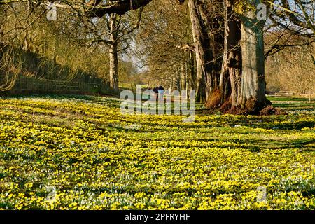 Winter Aconite: Flowers, Eranthis hyemalis, At Welford Park, West Berkshire Stockfoto