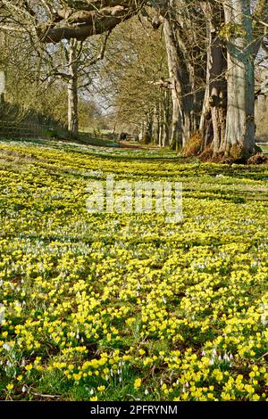 Winter Aconite: Flowers, Eranthis hyemalis, At Welford Park, West Berkshire Stockfoto