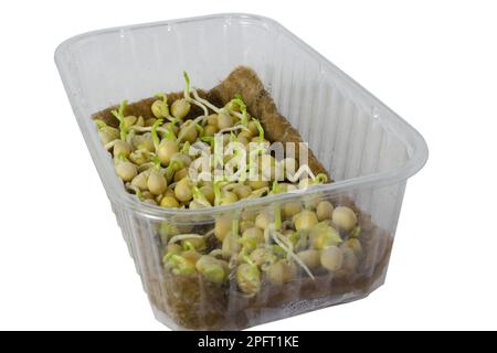 Erbsensamen in einem hydroponischen Mikrogrün-Wachstumsbehälter. Nahaufnahme von keimenden nahrhaften Sprossen für gesunde Ernährung. Stockfoto