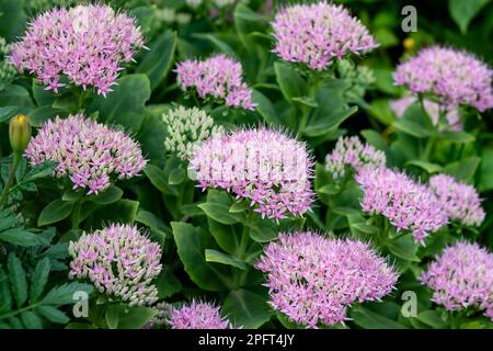 Hylotelephium spectabile oder gebräuchlicher Name wie Sedum spectabile zeigt Stonekrop, saftige Zierpflanze mit grünen Blättern und breitem, sich ausbreitendem rosa Flo Stockfoto