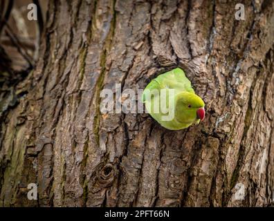 Ein Rosengarnsittich, der aus dem Loch im Baum in Amsterdam herausblickt, ein farbenfroher mittelgroßer Papagei, auch bekannt als ringhalsiger Sittich Stockfoto