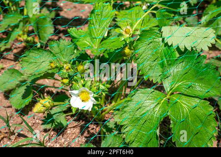 Ein Busch junger Erdbeeren mit weißen Blüten, die mit Netzen von Vogelattacken bedeckt sind. Schutz von Erdbeeren vor Schädlingen. Stockfoto